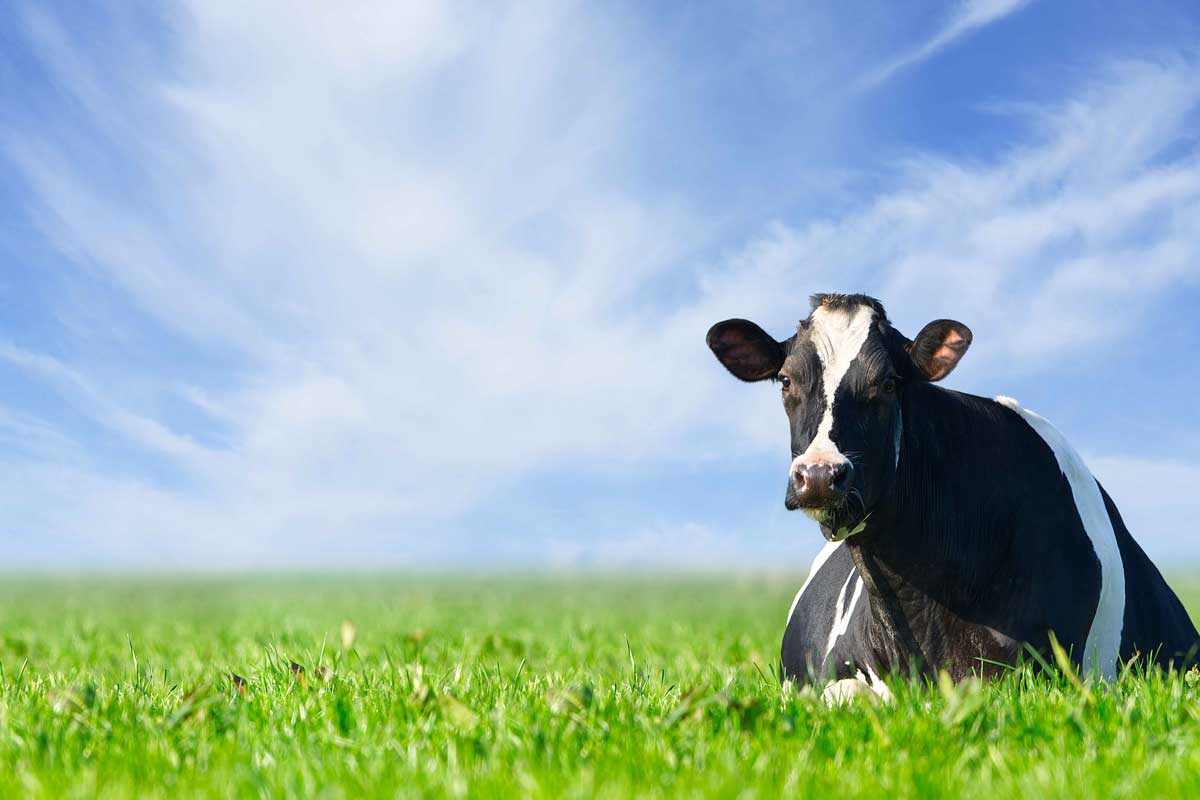 Bad Bentheim Schlossblick